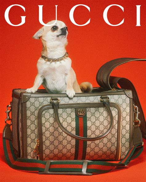 gucci pet namaak|gucci dog collection.